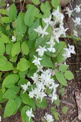 [0d303] !Read~ Journal Surprise Little White Flowers: (Notebook, Diary, Blank Book) -  %ePub*