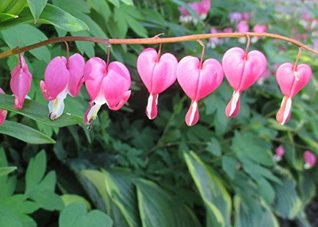 [1a9f8] *R.e.a.d! Lamprocapnos spectabilis known as Asian bleeding heart is a species of flowering plant . - W. Tohme #P.D.F^