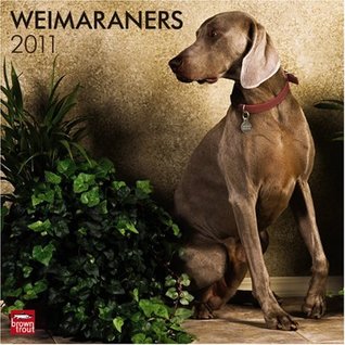 [6b389] ^Download~ Weimaraners (Intl) 2011 Square 12X12 Wall (Multilingual Edition) -  *P.D.F%